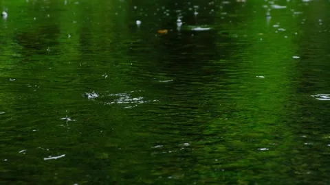 Rain falling on green pond Stock Footage 137406257