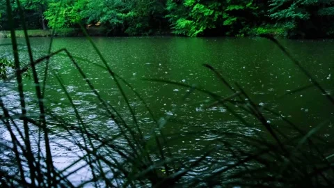 Rain falling on the green pond in forest Stock Footage 138454069
