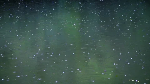 Rain falling on green pond in forest Video stock 149404095