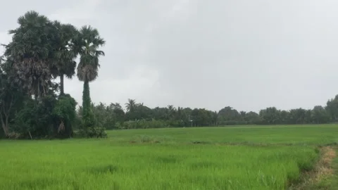 Rain Falling on Green Rice Field with Sugar Palm Trees, Cambodian Countrysid Stock Footage 345360895
