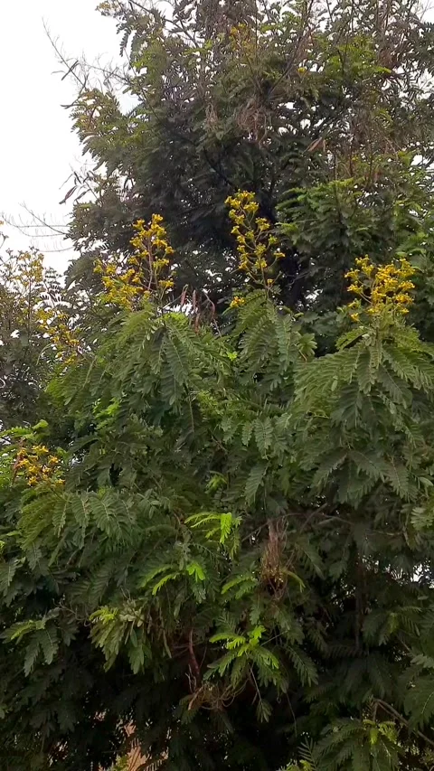 Rain Falling on Green Tree Branches Swaying Gently in Wind 库存影片 343950139