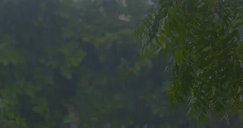 Rain Falling on green tree Stock Footage 219452864