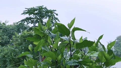 Rain Falling on Green Tree Leaves in Fresh Monsoon Season Stock Footage 315267085