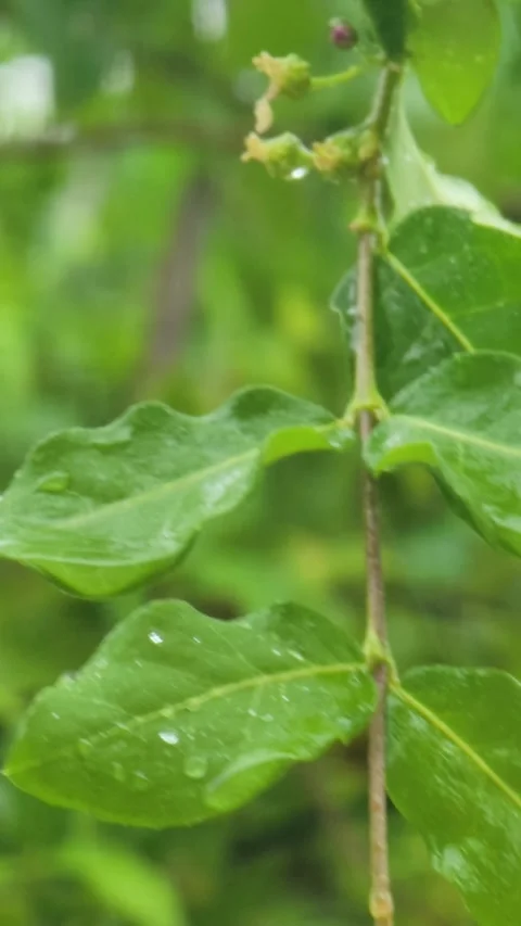 Rain Falling on Green Tree Leaves with Natural Rain Sound Ambience Видео 332021200