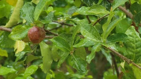 Rain Falling on Green Tree Leaves with Natural Rain Sound Ambience Video stock 332021235