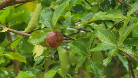 Rain Falling on Green Tree Leaves with Natural Rain Sound Ambience Video stock 332021290