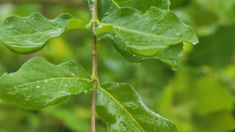 Rain Falling on Green Tree Leaves with Natural Rain Sound Ambience Video stock 332021309
