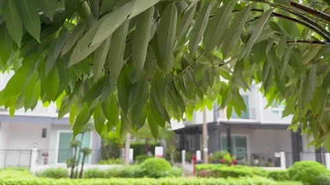 Rain falling on green tree leaves with blurred modern residential buildings. Stock Footage 346228855