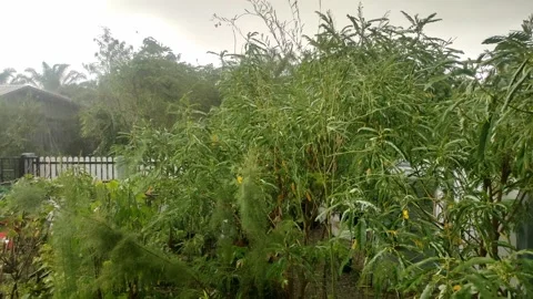 Rain falling on green trees and plants in garden on windy day Stock Footage 348257600