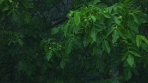Rain Falling on Green Walnut Tree Leaves in a Moody Garden Scene Stock Footage 337425400