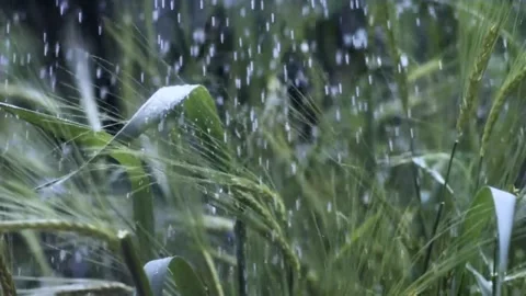 Rain Falling on Green Wheat Field in Slow Motion Stock Footage 327194216