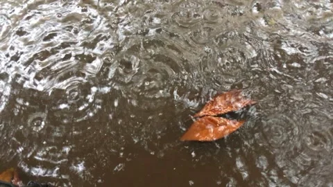 Rain Falling on Ground and Puddles Stock Footage 307902034