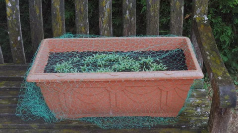 Rain falling on growing coriander in a plastic trough with netting over the top. Video stock 131931256
