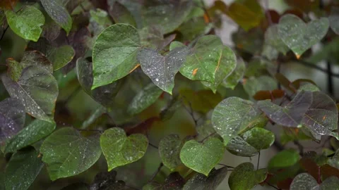 Rain falling on heart shaped leaves of a tree with shallow depth of field Vídeos de archivo 133954153
