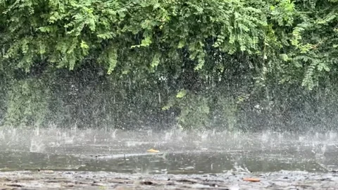 Rain falling heavily in slow motion onto pavement before row of bushes Stock Footage 279566347