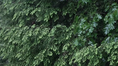 Rain falling on hemlock tree needles foliage (trees in rain shower storm) Video stock 278052523