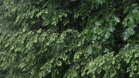 Rain falling on hemlock tree needles foliage (trees in rain shower storm) Video stock 278052581