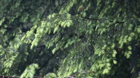 Rain falling on hemlock tree needles foliage (trees in rain shower storm) Video stock 278052724
