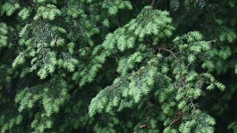 Rain falling on hemlock tree needles foliage (trees in rain shower storm) Video stock 278052800