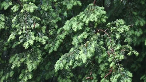 Rain falling on hemlock tree needles foliage (trees in rain shower storm) Video stock 278053490