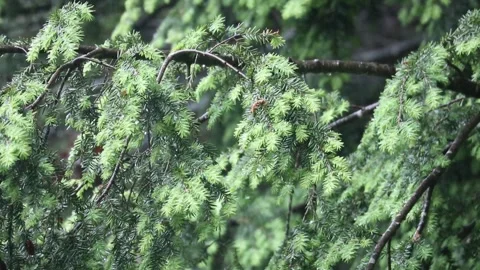 Rain falling on hemlock tree needles foliage (trees in rain shower storm) Video stock 278053520