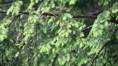 Rain falling on hemlock tree needles foliage (trees in rain shower storm) Video stock 278053677