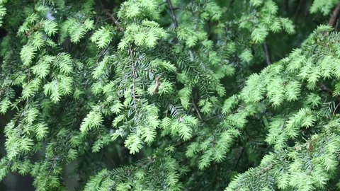 Rain falling on hemlock tree needles foliage (trees in rain shower storm) Stock Footage 278053976