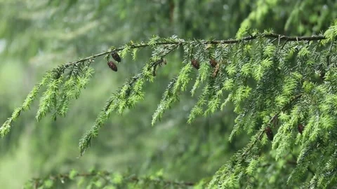Rain falling on hemlock tree needles foliage (trees in rain shower storm) Video stock 278054024