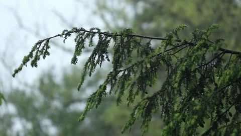 Rain falling on hemlock tree needles foliage (trees in rain shower storm) Video stock 278054146
