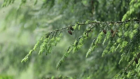 Rain falling on hemlock tree needles foliage (trees in rain shower storm) Video stock 278054147