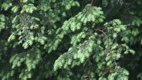 Rain falling on hemlock tree needles foliage (trees in rain shower storm) Video stock 278054463