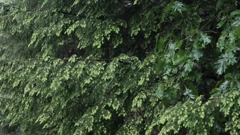 Rain falling on hemlock tree needles foliage (trees in rain shower storm) Video stock 278054464