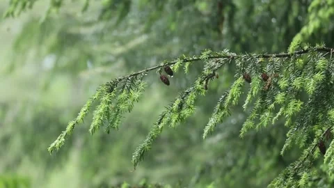Rain falling on hemlock tree needles foliage (trees in rain shower storm) Video stock 278054623