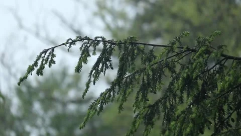 Rain falling on hemlock tree needles foliage (trees in rain shower storm) Video stock 278054624