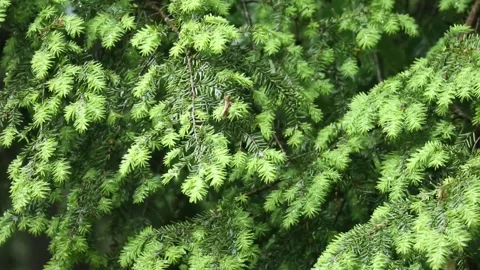 Rain falling on hemlock tree needles foliage (trees in rain shower storm) Video stock 278054625