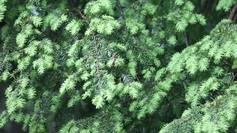 Rain falling on hemlock tree needles foliage (trees in rain shower storm) Stock-Footage 278054700