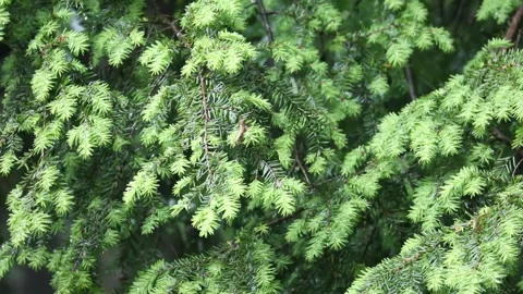 Rain falling on hemlock tree needles foliage (trees in rain shower storm) Stock-Footage 278055247