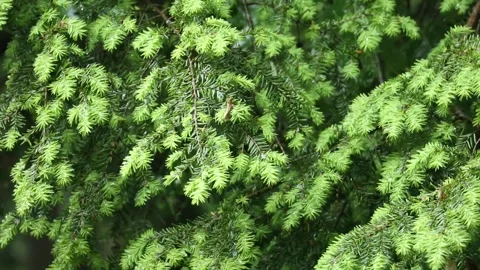 Rain falling on hemlock tree needles foliage (trees in rain shower storm) Stock-Footage 278055261