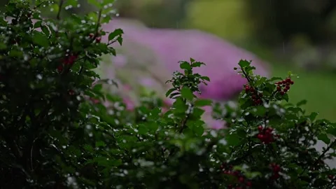 Rain falling on holly bush with red berries Stock Footage 346644336