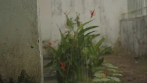 Rain falling at home in the countryside Stock Footage 199673502