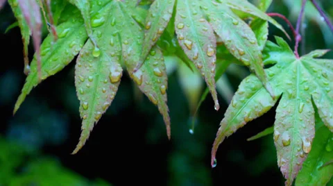 Rain falling on Japanese Maple, acer, leaves Stock Footage 38629651