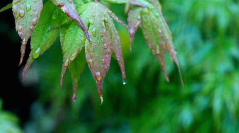 Rain falling on Japanese Maple, acer, leaves Stock Footage 38632613