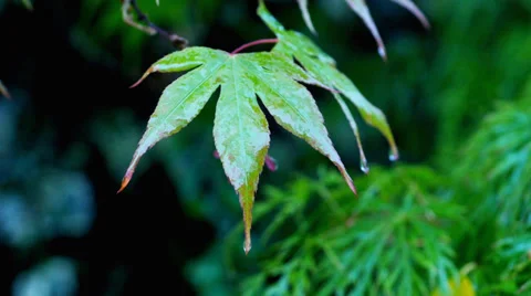 Rain falling on Japanese Maple, acer, leaves Stock Footage 38635180