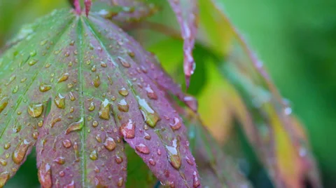 Rain falling on Japanese Maple, acer, leaves Stock Footage 38638569