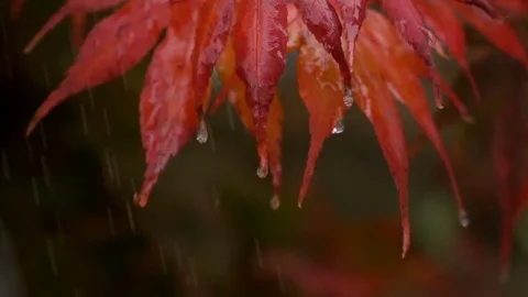 Rain falling on Japanese maple leaves, slow motion Stock Footage 85016426
