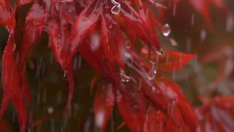 Rain falling on Japanese maple leaves, slow motion Stock Footage 85022078