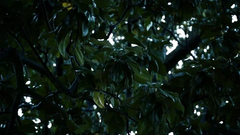Rain falling in jungle scene super slow motion Stock Footage 106341047