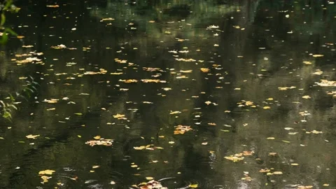 Rain falling on the lake Stock Footage 141064384