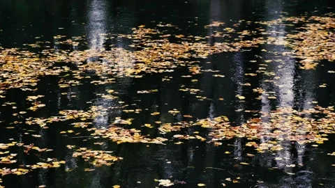 Rain falling on the lake Stock Footage 141065135