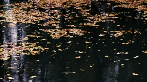 Rain falling on the lake Stock Footage 141065157